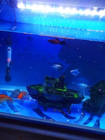 100 l akvarium: Şüşə akvarium70litr komplekti – dekorativ balıqlar və aksesuarlarla • — 3
