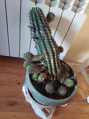 palma satilir: Kaktus balaları satılır. 1 ədədi üçün - 5 AZN Say artdıqca qiymət də — 2