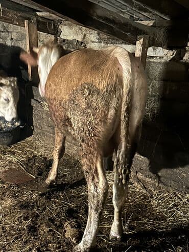 cins inekler: Самец, лет: 1, 100110 кг, Для разведения, Самовывоз — 18