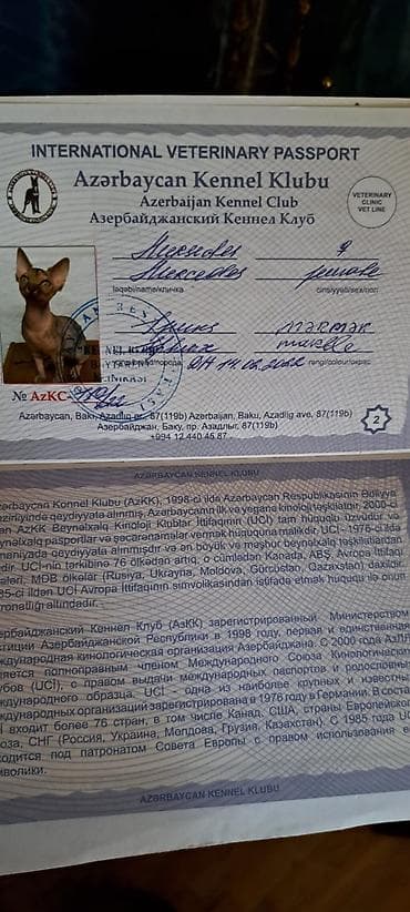 erkey pisik adlari: Sfinks, Dişi, Yaxşı əllərə, Ünvandan götürmə, Pulsuz çatdırılma, Ödənişli çatdırılma — 6