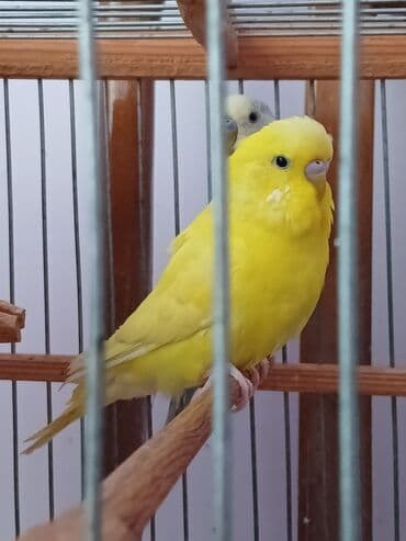 çex tutuqusu: Cex erkey cutde olmaylb — 2