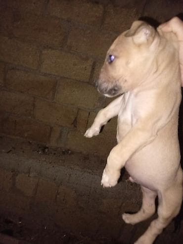 Gəmiricilər: Bulteryer, Erkek — 3