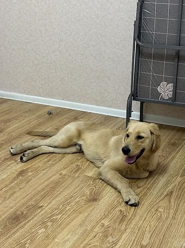 Heyvanlar: Retriever, 5 ay — 5