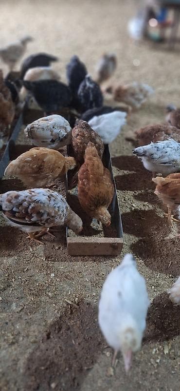 ataks cucələri: Toyuq cücələri, Damazlıq, Pulsuz çatdırılma, Ödənişli çatdırılma — 2