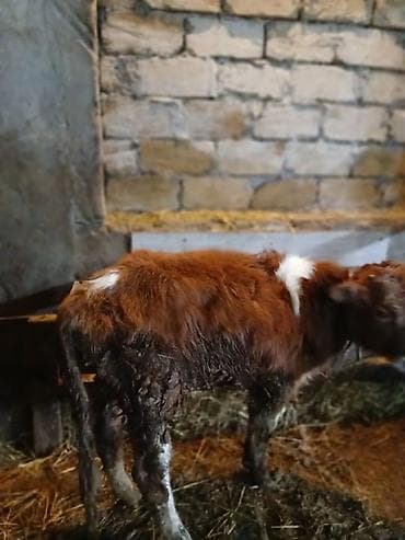 Simental tipli balaca buzov real aliciya endirm edecem hardasa 7 8 — 3