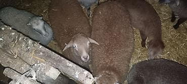 qurbanliq qoyun sekilleri: Quzu satılır — 2