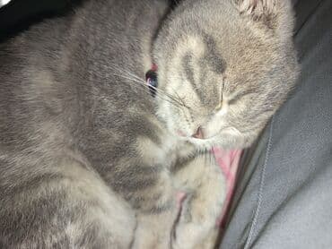 pişik üçün daraq: Şotland yastı qulaq, Dişi, Yaxşı əllərə, Ödənişli çatdırılma — 10