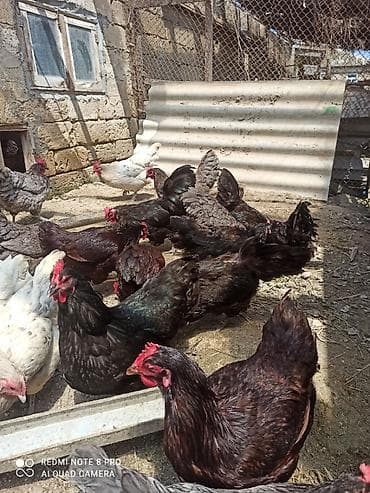 keci satisi: Toyuq, Australorp, Damazlıq, Ünvandan götürmə, Ödənişli çatdırılma — 7
