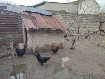 Digər kənd təsərrüfatı heyvanları: Toyuqlar — 2