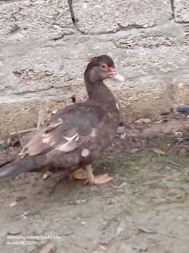 col ordeyi: 6 aylıq Krasnador Fərəsi sağlam Aktiv fərədi qiymət sondu istəyən olsa — 4