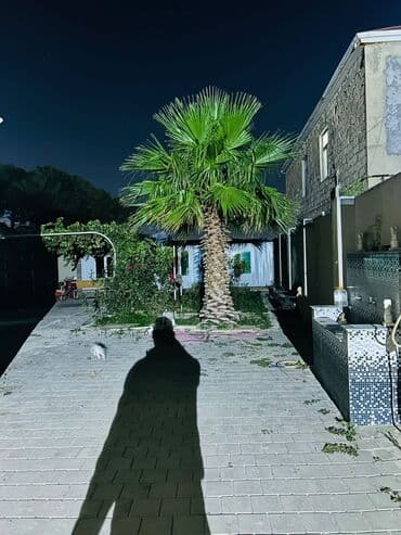 küknar ağacı: Bağ sahəsi üçün dekorativ palma ağacı - Növ: Dekorativ fan-palma — 1