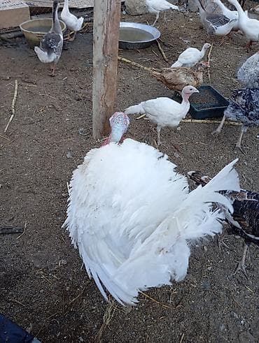 arpa bugda satisi: 1 ədəd 14 ayliq ərkey hinduşka diri çəkisi 11 manata 12-15kiloqram — 5