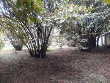 аренда земельных участков сельскохозяйственного назначения: Для сельского хозяйства — 4