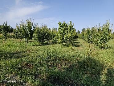 ucuz kirayə evlər 2023: Kənd təsərrüfatı, Qaz — 6