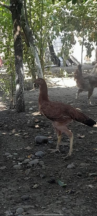 qarğa satışı: Heyrati satılır Temiz qan qartal cinsi 5 aylıq fərə aşağı vererem — 2