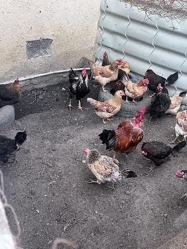 heyvan bazarı tap az: Salam 2 eded heyet xoruzu satılır cütü 60 azn dalaşmırlar bir heyetde — 5