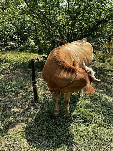 ucuz heyvanlar: Sarı-qonur rəngli, bədənində ağ ləkələri olan inək. Orta ölçülü — 1