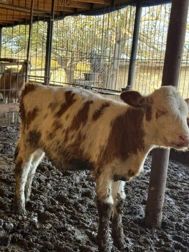 ördək balası və cücə: Saga cevirib bir bir ferqli simental balalarina baxa bilersiz — 3