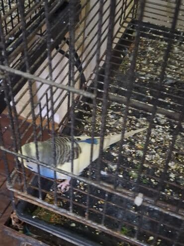 jako tutuquşusunun digər adı: Qusun gozelliyi goz qabagindadir. Ustunde dord rengi var benovseyi — 3