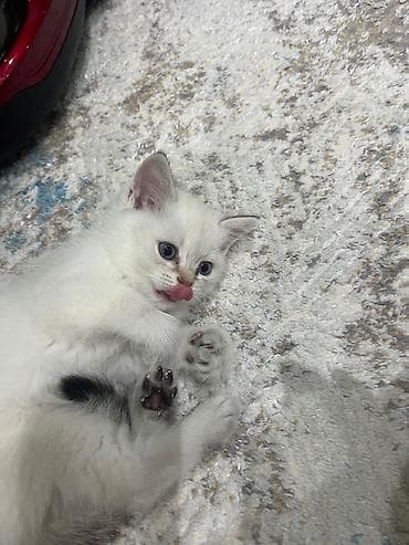 heyvan cantasi: Balaca pişik balası – ağ tüklü, boz-krem çalarlarla. - Şirin yuvarlaq — 2