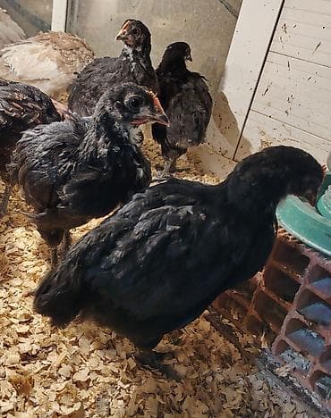 qoyun satilir: Salam Aleykum, Dunyanın ən iri cinsi olan Jersey Gigant toyuqunun 35 — 4