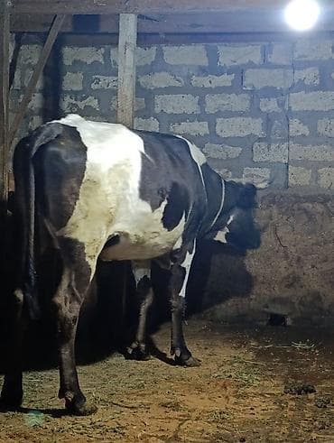 tap.az inekler: Salam qarnında tam 4 aylıq balası var, yanında dişi balası var — 4