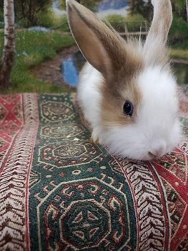 BMW: Dovşan Ag kariçni Yarı cırtdan çox gözəl Sort dovşandı. Şəkillərdə — 8