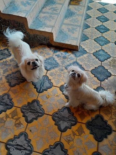 it cutlesdirmek: Pekines, 1 il, Erkek, Sənədli — 1