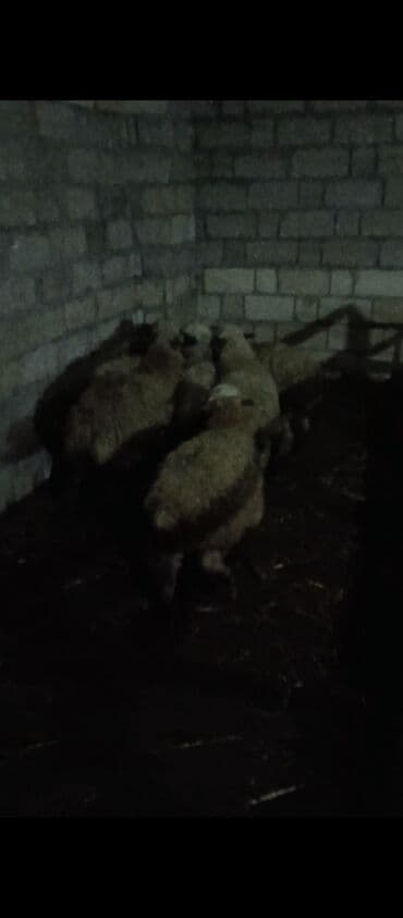 coban iti satilir: 7 ədəd dişi quzudu kom satılır — 2