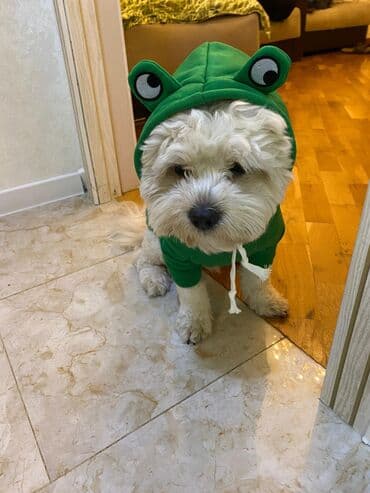 afçarka satılır: Satılır: Maltipu erkək it (1 yaş 5 aylıq) 🐶 Tam sağlam, mehriban və — 3