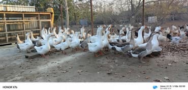 cuce toyuq: Satışda: təsərrüfatda yetişdirilən qaz sürüsü - Cinslər: ağ — 1