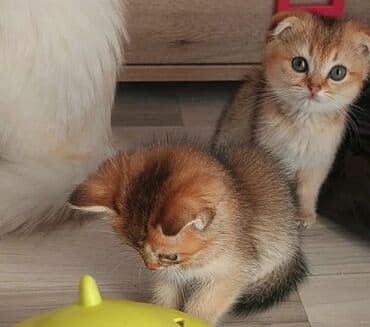 heyvan barınağı: Qızıl şinşilla, Dişi, Ünvandan götürmə — 11