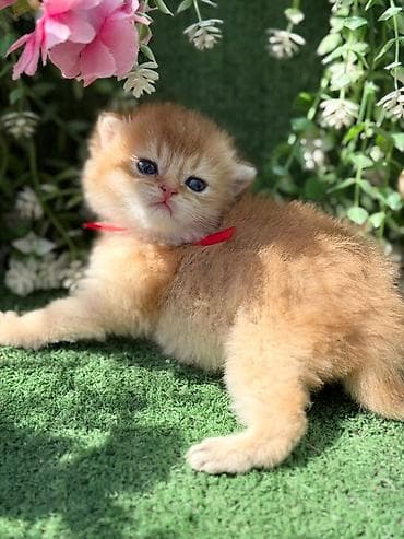 munchkin pişik: Britan — 3