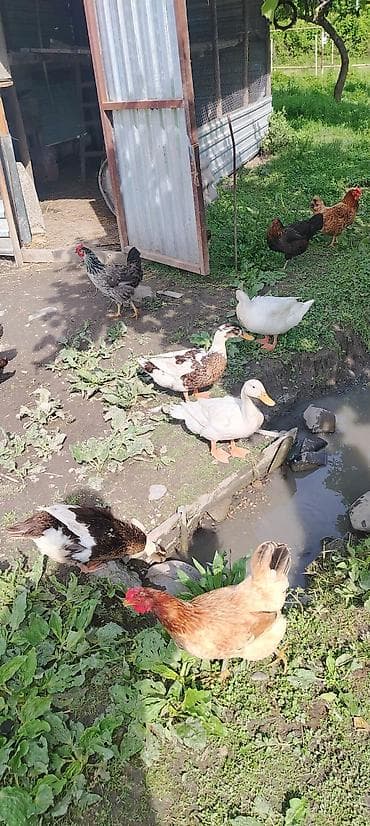 heyvan satisi tap az: 4 ana 21 böyük bala 14 balaca analar yumurtlayir Pekin ördəkləri — 2