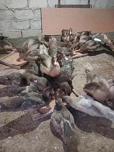 çöl ordeyi: Erkək, | Lal ördək, Damazlıq, Ünvandan götürmə — 8