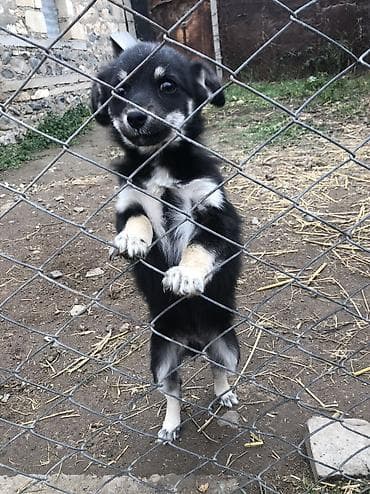 cins ineklerin satisi: İzvanok anadan gelme quyruqu kesikdi 5 ay lıqdı qiymetde cuzi endirim — 5