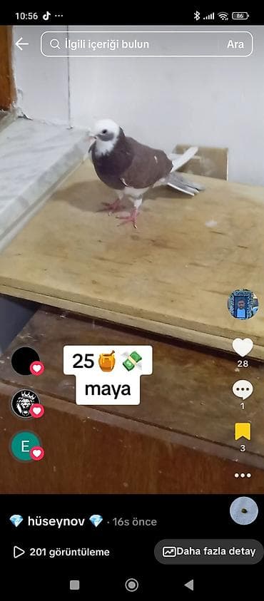 Göyərçinlər: Məhsul: Evdar göyərçin (bəyaz başlı, qəhvəyi-bədənli, quyruğu ağ) - — 3