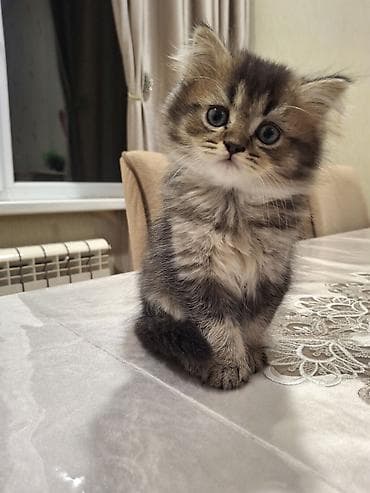 pişik eşyalari: Erkək pişik. oynağan mehriban pişikdir. 100 azn ata gold şinşilla ana — 3