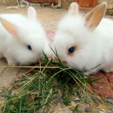 ereb dovşanı: Holland lop dovşanlar 3 böyük 2 bala. balanın biri 15azn böyüyün — 10