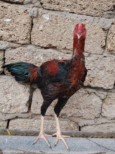 İtlər: Məhsul: Tovuq (xoruz balası) Təsvir: - İri bədən quruluşlu, uzunboy — 2