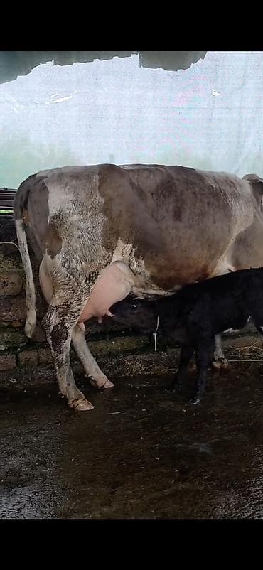 itlerin satisi ve qiymetleri: Südlük inək və bala -cins sives süd verimi 21 lt qarantia verirem — 10