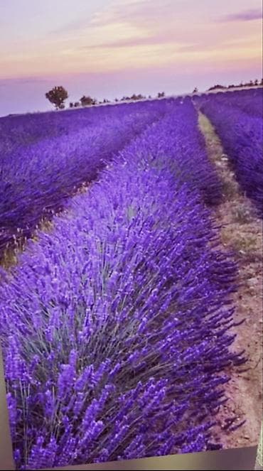 Lavanda fidanları – ətirli, dekorativ və məhsuldar,3 fəsil bol çiçək