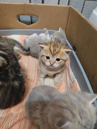 heyvan geyimi: Şotland — 6