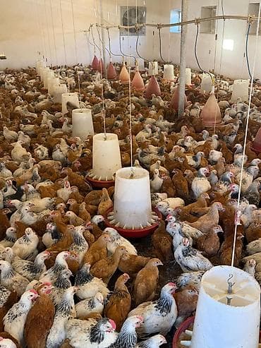 Satış: əti-yumurta yönümlü kənd toyuqları (qarışıq rənglər: ağ-qara — 2