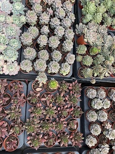 mini drel: Mini sukulentlər 1əd 8azn — 8