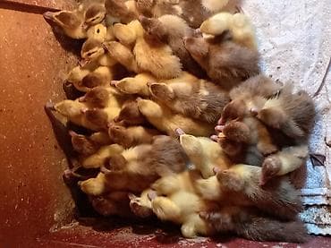 ovcharka balasi: Lavanda ve Qirmizi okuzun balasi satilir. Lavanda 7manat.Qirmizi okuz — 2