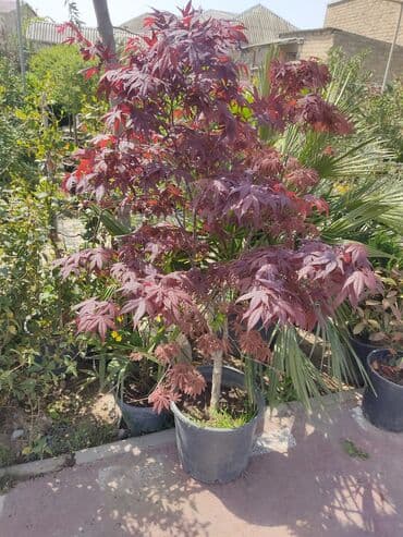 üzüm ağacı: Dekorativ ağaclar gül çiçək qazon torf torpaq ağdaşlar satşi ağacların — 13