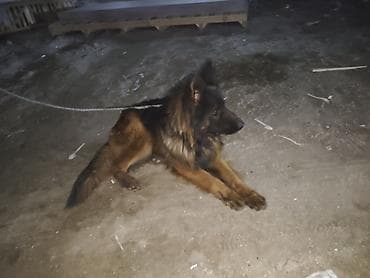 alman coban iti: Alman çoban iti, 1 il, Erkek, Sənədli, Ünvandan götürmə, Pulsuz çatdırılma, Ödənişli çatdırılma — 8