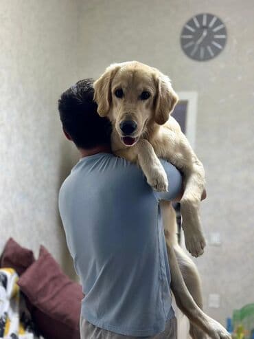 it ehtibarli əllərə verilir: Retriever, 7 ay, Peyvəndli — 2