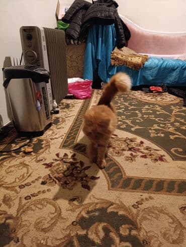 pişik latok: Sevimli pişik – narıncı rəngli, zolaqlı tüklər, qısa pəncələr və çox — 1